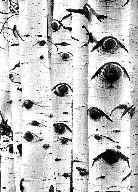 Trees With Eyes, 숲 사진, Kunst Inspiration, Black And White Photograph, Aspen Trees, Foto Tips, White Eyes, Tree Bark, Birch Tree