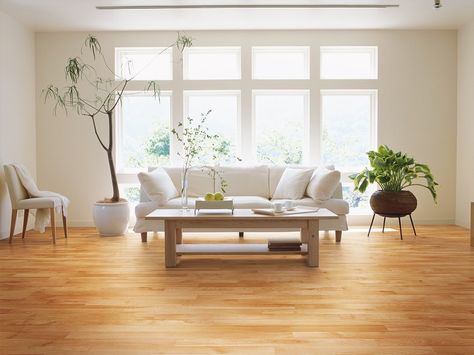 Ambiance Collection, Yellow Birch Natural Birch Hardwood Floors, Birch Floors, Maple Floors, Meditation Rooms, Wood Parquet, Room Renovation, Engineered Wood Floors, Living Room Flooring, Water Damage