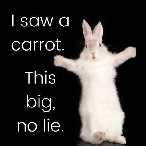 I Saw A Carrot This Big No Lie, Rabbit Quotes Funny, Beautiful Bun Hairstyles, Lie Quotes, Bunny Things, Grumpy Bunny, Bunny Pet, Bunny Ideas, Daily Bunny