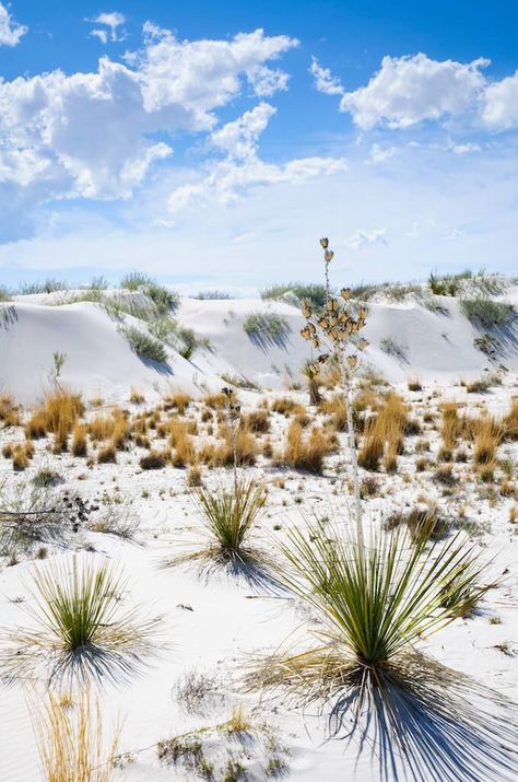 Scenery Beach, White Sands New Mexico, Phuket Island, White Sands National Park, White Sands National Monument, National Park Camping, Carlsbad Caverns, Nature Tour, Tennessee Vacation