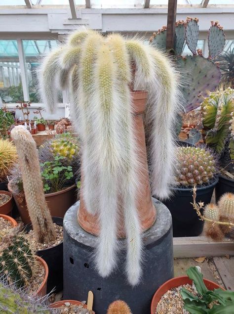 Monkey Cactus, Monkey Tail Cactus, Carnation Plants, Rat Tail Cactus, Plant Wishlist, Plants Succulents, Unusual Plants, Home Landscaping, Rare Succulents