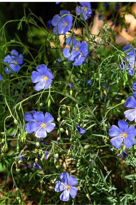 Zone 10 Landscaping California, Siberian Wallflower, Zone 10 Plants, Front Garden Path, Perennial Garden Plans, Front Yard Plants, Sunny Garden, Planting Guide, Full Sun Perennials