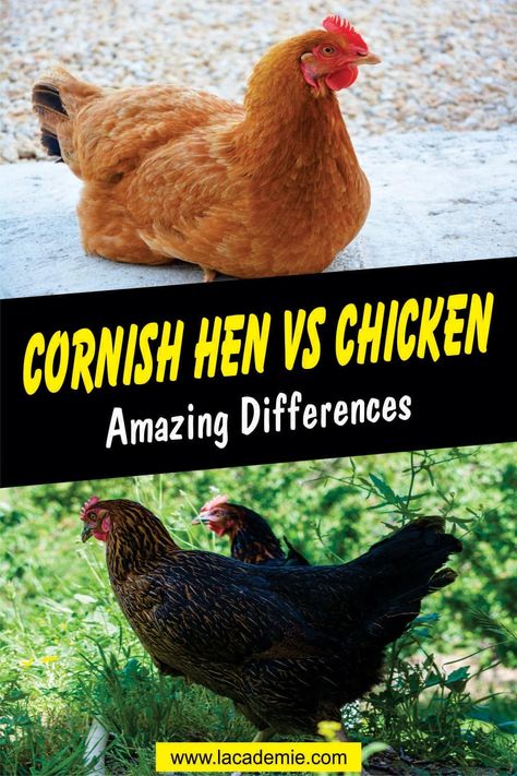 Cornish Hen vs. Chicken: Amazing Differences Explained for 2024 Raising Cornish Game Hens, Cornish Cross Chickens, Cooking Cornish Hens, Cornish Hen, Cornish Game Hen, Broiler Chicken, Types Of Chickens, Game Hen, Cornish Hens