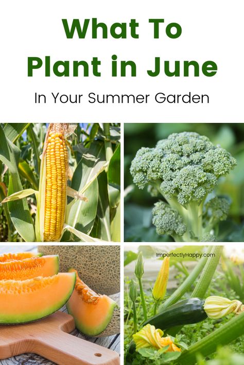 What To Plant In June, Crow Food, Produce Garden, Plantarea Legumelor, Homesteading Life, Gardening Tricks, Modern Homestead, Modern Homesteading, Homestead Life