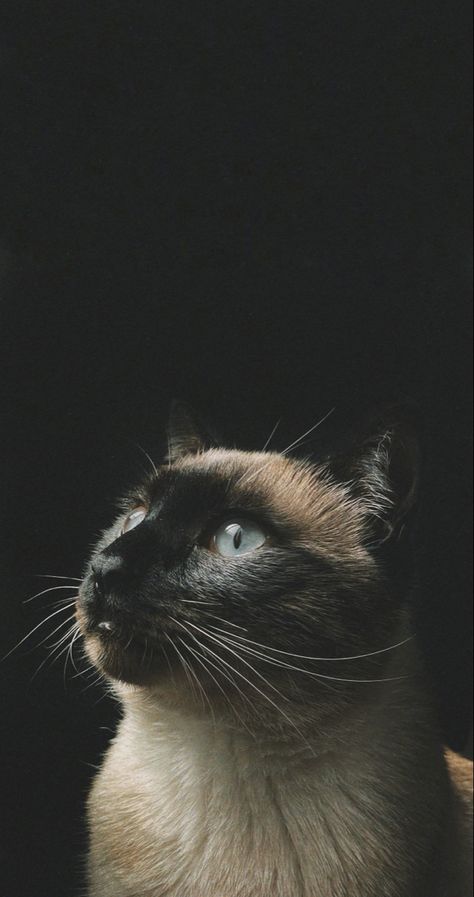 Siamese Cat Photography, Siamese Cats Wallpaper, Siamese Cat Aesthetic, Siamese Cat Wallpaper, Siamese Cats Aesthetic, Sampul Binder, Balinese Cat, Purebred Cats, Burmese Cat