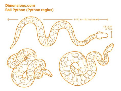 Python Drawing, Pencil Art For Beginners, Athena Tattoo, Slender Neck, Python Regius, Traditional Tattoo Designs, Snake Drawing, Ball Pythons, Central Africa