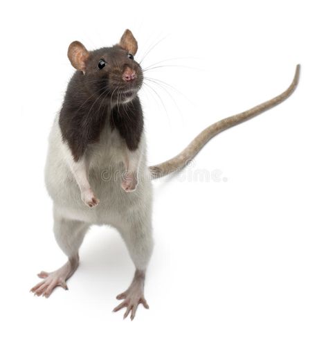 Fancy Rat standing up in front of white background. Side view of fancy Rat stand , #Affiliate, #standing, #front, #Fancy, #Rat, #white #ad Rat Standing, Fancy Rat, Funny Hamsters, Japanese Art Prints, Cute Rats, Mouse Rat, Pet Rats, Rodents, Exotic Pets