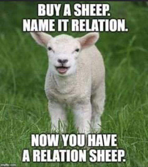 Sheep Memes Humor, Black Sheep Quotes, Sheep Meme, Sheep Quote, Animal Captions, One Liner Jokes, Funny Sheep, Goats Funny, Funny Animal Jokes