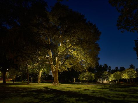 The paths to enlightenment: lighting design for landscape architecture Tree Uplighting, Outdoor Tree Lighting, Park Lighting, Interactive Lighting, Blitz Design, Landscape Lighting Design, Outdoor Trees, Outdoor Landscape Lighting, Tree Canopy