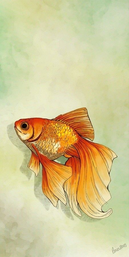 Peces Cute Gold Fish Drawing, Fish Realistic Drawing, Fish Drawing Reference, Goldfish Sketch, Gold Fish Drawing, Beta Fish Drawing, Gold Fish Art, Goldfish Drawing, Gold Fish Painting