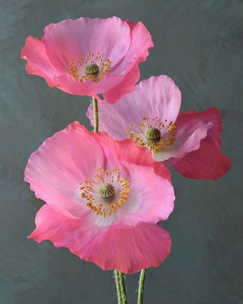 Diy Small Garden Ideas, Flower Bouquet Photography, Poppies Photography, Diy Small Garden, Poppy Flower Bouquet, Backyard Garden Landscaping, Pink Poppy Flower, Best Garden Design, Poppy Photography