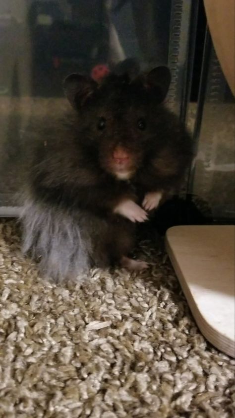 Handsome long haired Syrian hamster named Foots. Long Haired Syrian Hamster, Long Haired Hamster, Hamster Cute, Hamster Names, Dream Pet, Syrian Hamster, Huevos Rancheros, Everyday Fashion Outfits, Hamsters