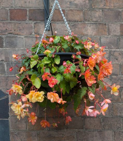 Hanging Begonias, Begonia Care, Concrete Garden Edging, Spring Lawn Care, Narrow Garden, Tanaman Pot, Earthly Delights, Short Plants, Plants For Hanging Baskets