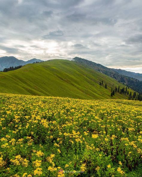 2,826 Likes, 28 Comments - TBP (@travelbeautifulpakistan) on Instagram: “Palanchai Meadows Swat, Khyber Pakhtunkhwa Photo by @khwajasaeed #Palanchai #Swat…” Swat Valley, Beautiful Pakistan, Pakistani Culture, Hunza Valley, Pakistan Travel, Khyber Pakhtunkhwa, Honeymoon Tour, Breathtaking Places, Valley View