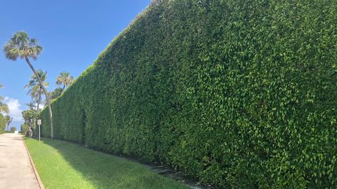 Indian Laurel Hollywood Hedges are the ... Indian Laurel Tree, Indian Laurel Hedge, Ficus Hedge, Ficus Nitida, Hedges Landscaping, Backyard Fencing, Cherry Laurel, Privacy Hedges, Laurel Hedge