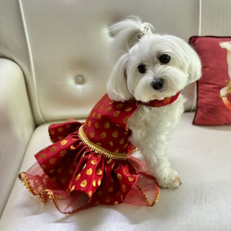 New Ruby Booti Lehenga dress ♥️✨ - Easy velcro closure around neck & chest - Also customisable in Haldi Yellow, Mehendi Green and Aqua 💛💚🩵 #lehenga #lehengacholi #dogdress #doginwedding #dogsatweddings #dogoutfit #indianweddingwear #dogmom #coochipoopuppy Dog bridesmaid, dog mom, pawrents getting married, dogs in wedding, dog ethic dress Ethic Dress, Dogs In Wedding, Dog Bridesmaid, Lehenga Dress, Indian Wedding Wear, Dog Wedding, Dog Dresses, Lehenga Choli, Traditional Wedding