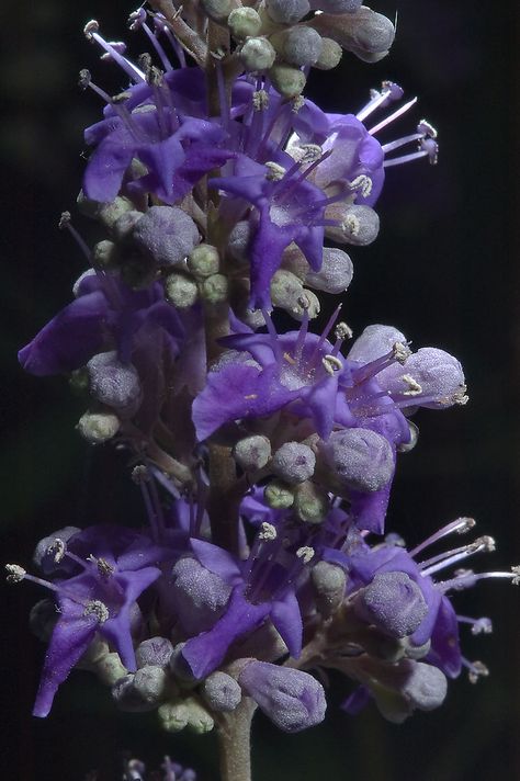 Vitex agnus-castus, also called Vitex, Chaste Tree, Chasteberry, Abraham's Balm or Monk's Pepper, is a native of the Mediterranean region. Vitex Agnus Castus, Agnus Castus, Chaste Tree, Blooming Trees, The Mediterranean, Rocks And Crystals, The Balm, Amethyst, Trees