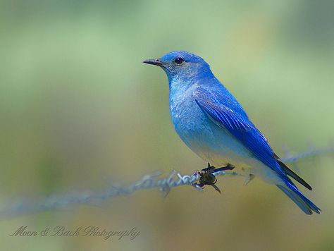 blue bird of happiness . Blue Canary, Back Photography, Bluebird Tattoo, Mountain Bluebird, Bluebird Of Happiness, Photography Graphics, Birds Tattoo, Pretty Birds, Colorful Birds