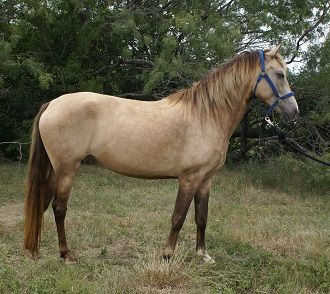 Silver Buckskin  Rocky Mountain Horse  Het-Silver, Het-Agouti/Bay, Het-Cream Silver Buckskin Horse, Buckskin Horses, Rocky Mountain Horse, Coat Ideas, Buckskin Horse, Basic Coat, Paddock Paradise, Mountain Horse, Silver Bay