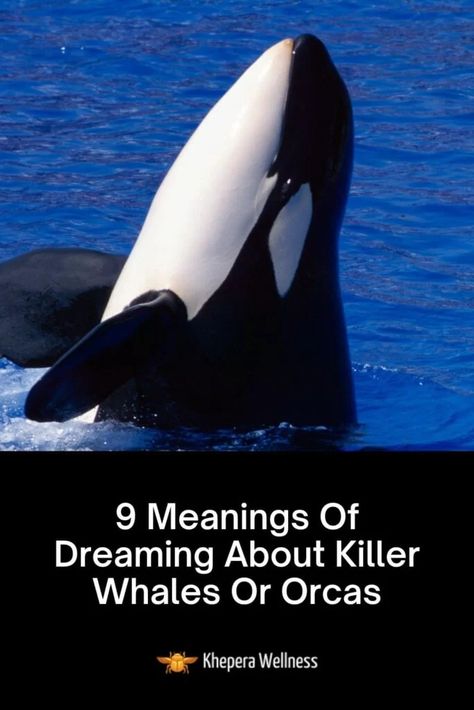 Orca Spirit Animal, Orca Whale Spiritual Meaning, Orca Spirit Animal Meaning, Whale Symbolism, Whale Meaning, Whale Facts, Spirit Animal Meaning, Great Whale, Animal Meanings