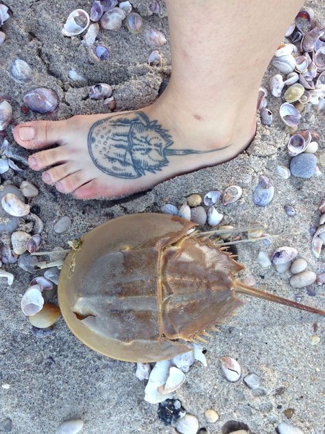 horseshoe crab tattoo by Sue Jeiven (East River Tattoo) in the "wild Horseshoe Crab Tattoo, Green Crab, River Tattoo, Crab Tattoo, Horseshoe Crab, Ocean Tattoos, East River, Tattoo Inspo, Body Mods