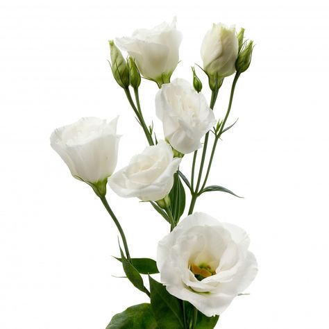 White Lisianthus Foto Still Life, Lisianthus Bouquet, Elegant And Romantic Wedding, Purple White Wedding, White Lisianthus, Romantic Wedding Flowers, Eid Stickers, Most Popular Flowers, Traditional Roses