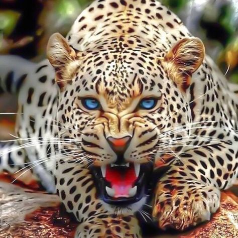 Rawr 🐯 Leopard |  Photography © by Levell Parma #beautifulanimals Leopard Photography, Leopard Pictures, Jaguar Tattoo, Angry Animals, Bulldog Artwork, Wild Animals Photos, Bull Art, Psy Art, Black And White Art Drawing