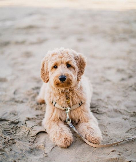 Goldendoodle Full Grown, Miniature Goldendoodle, Goldendoodle Miniature, Ras Anjing, Goldendoodle Grooming, Family Friendly Dogs, Mini Goldendoodle Puppies, Puppy Grooming, Doodle Puppy