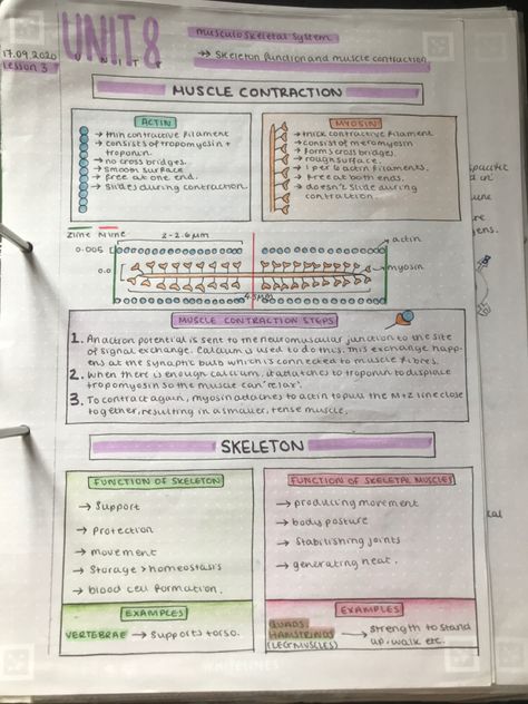 Muscle Physiology Notes, Biology Notes Aesthetic Reproduction, Muscle Contraction Notes, Life Processes Biology Notes Class 10 Aesthetic, Anatomy And Physiology Notes Study, Life Processes Biology Notes Class 10, Biomolecules Notes Biology Class 11, Biomolecules Notes Biology Class 11 Neet, Revision Board