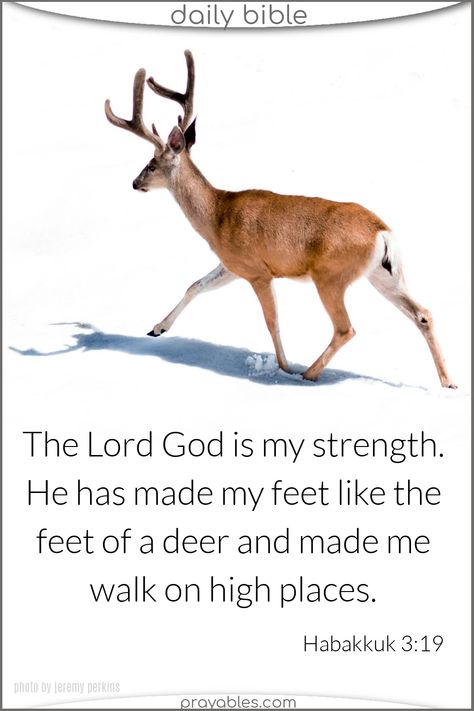 The Lord God is my strength. He has made my feet like the feet of a deer and made me walk on high places. Habakkuk 3:19   *strength bible quotes fortify and sustain us. Share your strength - quotes help. Square quotes like this are waiting for your click to prayables.com Square Quotes, Habakkuk 3 19, God Is My Strength, Strength Bible, Strength Bible Quotes, High Places, Strength Quotes, My Strength, Love Challenge