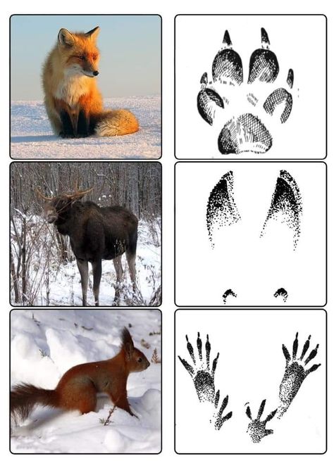 Animal Tracks In Snow, Forest Animals Preschool, Preschool Designs, Animal Lessons, Animal Footprints, Winter Activities Preschool, Nature School, Animal Tracks, Animal Activities