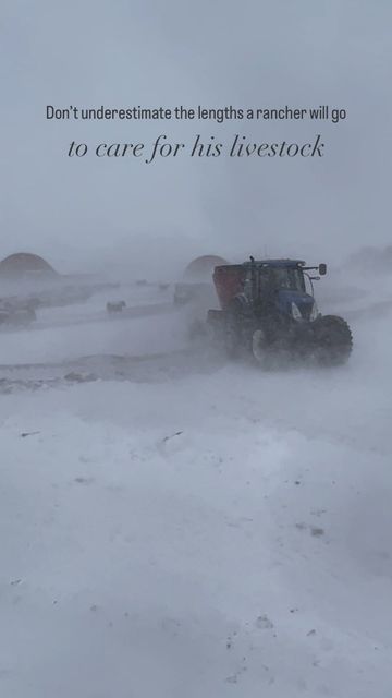 Bieber Red Angus Ranch on Instagram: "Here we go again. Another day. Another blizzard. Cattle still need to be fed and cared for, regardless of the weather. And that’s exactly what we do. The crew at Bieber Red Angus is top tier. Of that we are certain. Stay safe and warm friends. #redangus #cattle #cowcalf #ranchlife #cowherd #cattleranch #ranchlifestyle #ranchliving #beefcattle #ranchthings #workingranch #cattlecountry #redanguscattle #cowsofinstagram #bullsofinstagram #redangusheifers # Red Angus Cattle, Cattle Tattoo, Farmers Quotes, Angus Cattle, Cattle Ranch, Beef Cattle, Cattle Ranching, Here We Go Again, King Ranch