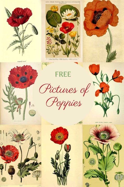 A wonderful collection of vintage free pictures of poppies to download.  All the lovely poppy flower illustrations are copyright free.  #poppy #poppies Farmhouse Wall Decorations Farmhouse Kids Rooms Farmhouse Summer Pictures Of Poppies, Free Vintage Flowers Printable, Poppy Printables Free, Free Pictures Image, Botanic Prints, Poppy Pictures, Botanical Art Vintage, Pictures To Print, Ceramic Poppies