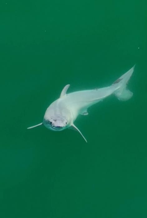 World's first sighting of a newborn baby Great White Shark in California Check more at https://syakaihoken-web.com/worlds-first-sighting-of-a-newborn-baby-great-white-shark-in-california/ Baby Great White Shark, Sony World Photography Awards, Small Shark, Shark Swimming, Drone Images, Pregnant Mother, Marine Conservation, The Great White, White Sharks