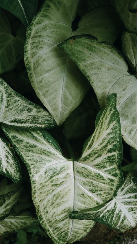 Plants Are Friends, Minimal Wallpaper, Plant Aesthetic, Flower Therapy, Fancy Video, Phone Wallpaper Design, Botanical Beauty, Graphic Design Tips, Flower Phone Wallpaper