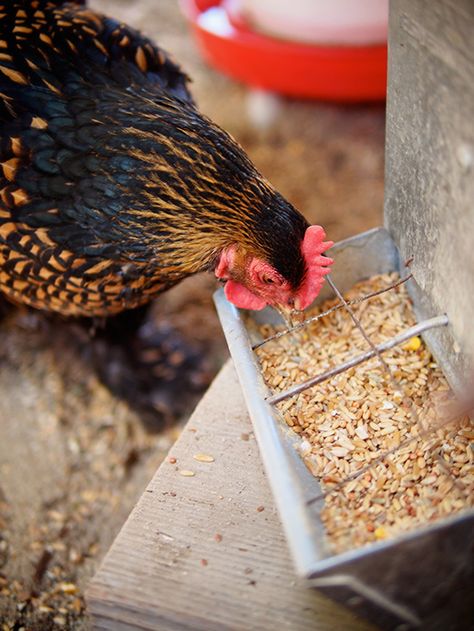 Homemade Whole Grain Chicken Feed… Updated and Now Corn-Free! | Garden Betty Organic Chicken Feed, Best Egg Laying Chickens, Chicken Diet, Black Oil Sunflower Seeds, Egg Laying Chickens, Keeping Chickens, Building A Chicken Coop, Chicken Feed, Chickens And Roosters