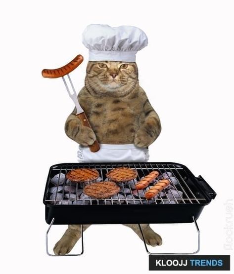 Do Cats Need Meat to Survive? Nya Cat, Dog Template, Chef Cats, Dogs Playing Poker, Cat Company, Stock Photos Funny, Meat Eater, Ugly Cat, Dream's Cat