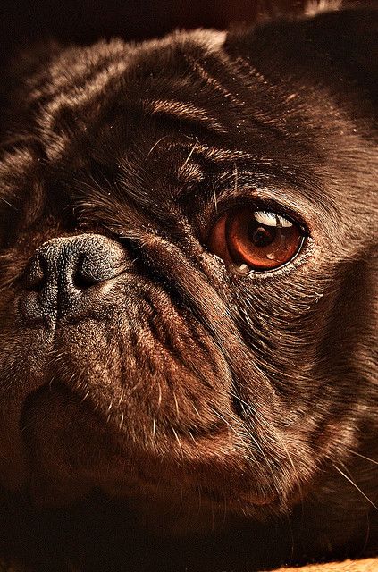 Brown Cottage, Animal Eyes, Tawny Brown, Fu Dog, Pugs And Kisses, Pug Pictures, Bulldog Francese, Black Pug, Pug Puppies