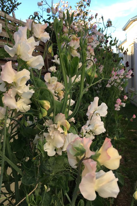 The fragrance from our Sweet Peas is heavenly right now Sweet Pea Flowers Aesthetic, Sweet Peas Flowers, Sweet Pea Garden, Angels Trumpet, Sweet Pea Flower, Fav Flower, Sweet Pea Flowers, Angel Trumpet, Boquette Flowers