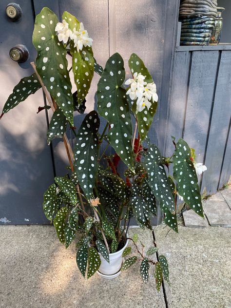 Plant Leaves Turning Brown, Plant Stand Decor, Indoor Plant Stand, Begonia Maculata, Tropical Flower Plants, Inside Plants, Indoor Plant Care, Plant Stand Indoor, House Plant Care