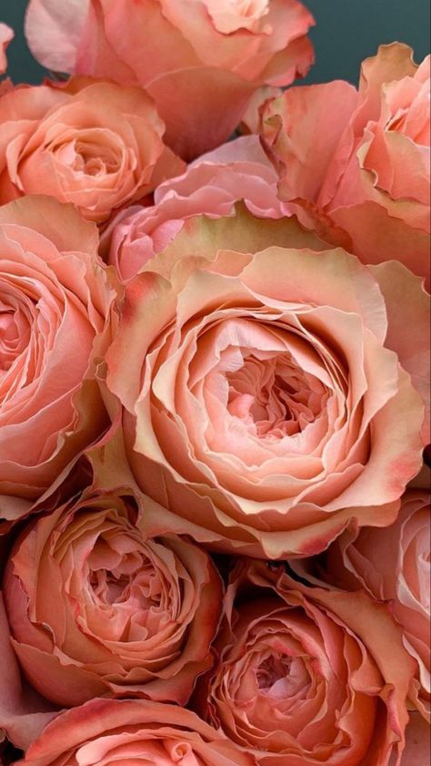 June Flower, Fresh Cut Roses, Wholesale Roses, Rose Background, Flower Landscape, Peonies Bouquet, Old Rose, Peach Roses, Flower Rose