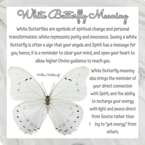 Willow Witchcraft Butterfly Meaning Symbols, Butterfly Color Meaning Spiritual, White Butterfly Spiritual Meaning, Butterfly Symbolism Meaning, White Butterfly Meaning, Butterfly Spirit Animal, Butterfly Symbolism, Butterfly Meaning, Spirit Animal Meaning