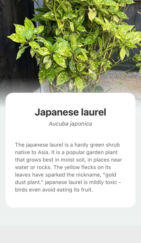 Explore the wonderful world of nature and add Japanese laurel into your plant collection with the smart plant identifier app —— PictureThis! Japanese Laurel, Aucuba Japonica, Plant Collection, Wonderful World, Wonders Of The World, Garden Plants, Soil, Herbs, Wonder