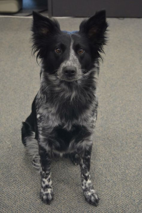 Pistol, my beautiful Border Collie Heeler mix. Border Heeler Puppy, Border Collie Cattle Dog, Blue Heeler Border Collie Mix Dogs, Border Collie Mix Dogs, Collie Mix Dogs, Border Heeler, Blue Heeler Border Collie, Dogs Border Collie, Border Collie Black