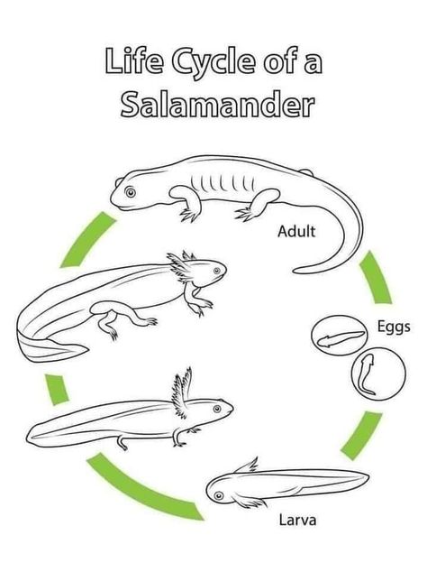 Salamander Craft, Science Life Cycles, Cycle For Kids, Animal Life Cycles, Coloring Page Free Printable, Nature School, Salamanders, Sequencing Activities, Plant Life Cycle