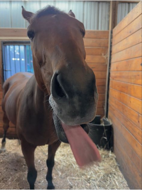 Horse Funny Angle, Horse Pictures Funny, Horse Funny Pictures, Silly Horses Pictures, Horse Reaction Pic, Horses Smiling, Horse Aesthetic Pictures, Brown Horse Aesthetic, Funny Horse Pics