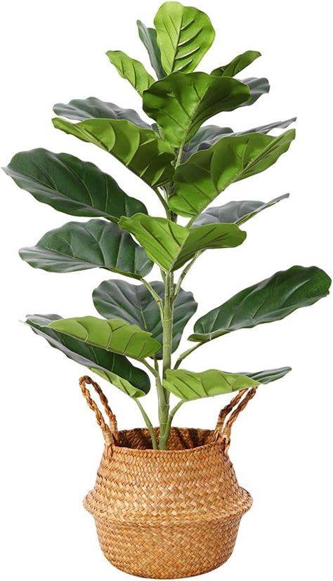 Big Fake Plants, Office Revamp, Plantas Interior, Fiddle Leaf Tree, Fig Plant, Indoor Tree, Belly Basket, Ficus Lyrata, Fiddle Leaf Fig Tree