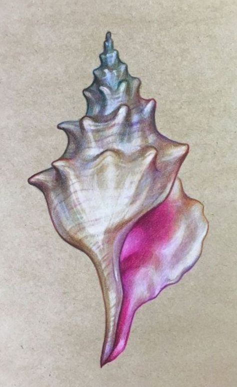 Seashell Ink Drawing, Sea Shell Art Drawing, Graphic Markers Art, Conch Shell Drawing, Sea Shell Drawing, Natural Forms Gcse, Mural Ocean, Seashell Drawing, Coral Drawing