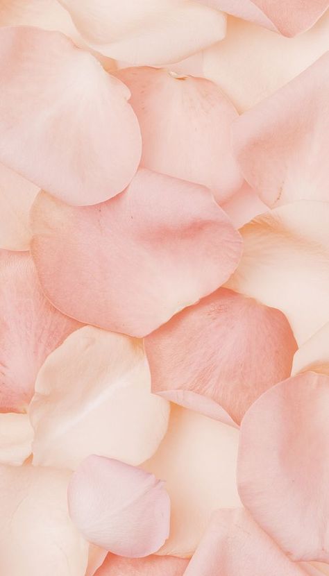 Light Pink Flower Background, Light Peach Aesthetic Wallpaper, Peach Flower Wallpaper, Peach Pink Aesthetic, Pink Peach Wallpaper, Roses Iphone Wallpaper, Body Layout, Aesthetic Peach, Wallpaper Iphone Roses