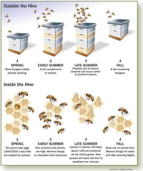 Honey Bees Keeping, Bee Hive Plans, Backyard Bee, Beekeeping For Beginners, Bee Friendly Garden, Raising Bees, Backyard Beekeeping, Buzzy Bee, Honey Bee Hives